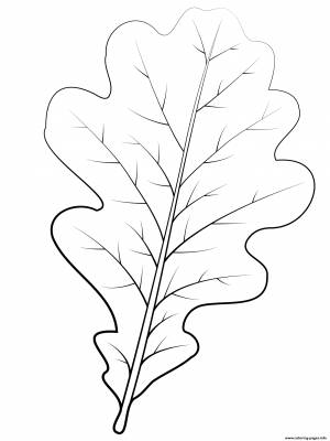 Листья дуба рисунок