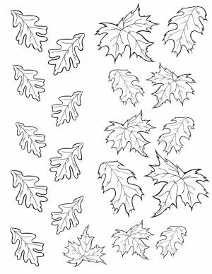 Раскраски Раскраска Дубовые листья кленовые листья Контуры листьев