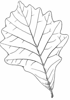 Раскраска Дубовый листок широколиственного леса