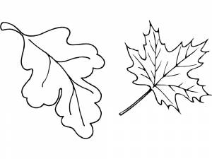 Раскраска Осенние Листья