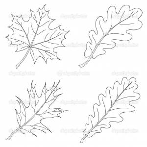 Раскраски дуб, Раскраска Кленовый лист и дубовый Контуры листьев