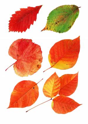 Осенние листья трафареты цветные