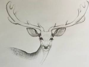 Глаза оленя рисунок