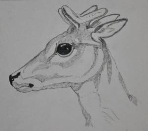 Глаза оленя