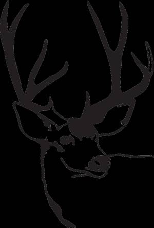 Глаз оленя рисунок трафарет