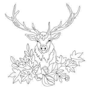 Раскраска шаблон олень