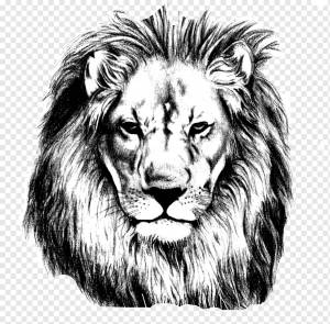 Трафарет для льва, Окрашенный лев, Трафарет для головы льва, акварельная живопись, млекопитающее, животные png