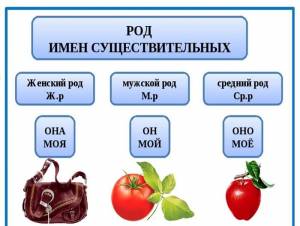 Картинки род имен существительных для учеников 3 класса