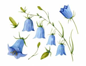 Акварель blue bell flower ручной рисунок векторного набора с колокольчиком иллюстрация колокольчика