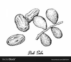 Раскраска финик домовой