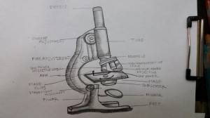 Как нарисовать микроскоп карандашом