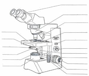 Световой микроскоп рисунок поэтапно