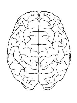 Раскраски мозг, Раскраска Головной мозг Строение тела