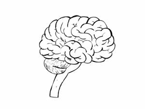 Раскраски мозг, Раскраска Головной мозг и спинной Строение тела