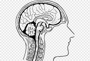Раскраска «Мозг человека» Анатомия Человеческая голова, мозг, лицо, рука, люди png