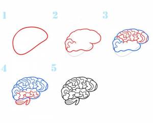 Головной мозг рисунок поэтапно