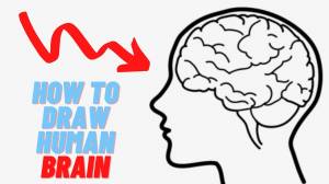 How to draw a human brain