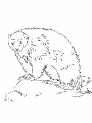 Раскраски Росомаха Животное