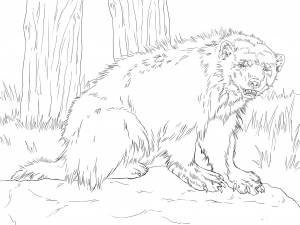 Раскраска росомаха животное