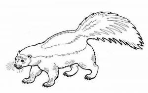 Раскраски животные северной америки