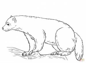 Раскраска Росомаха