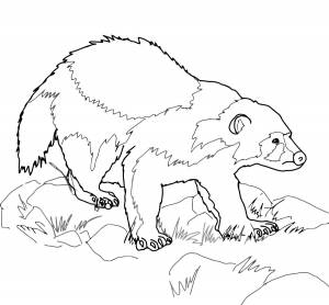 Раскраски Раскраска Хищник росомаха, Раскраска Росомаха росомаха