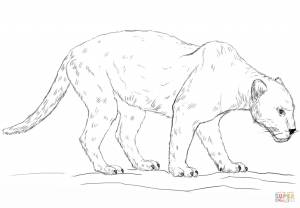 Panther Paw Coloring Page