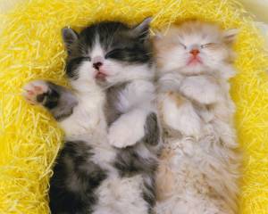 Раскраска на картоне А3