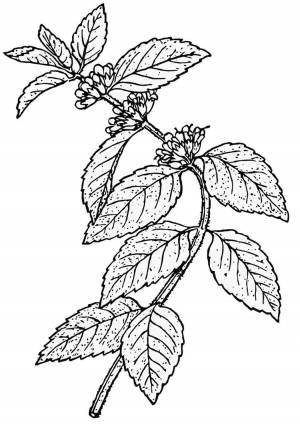 Раскраска еда