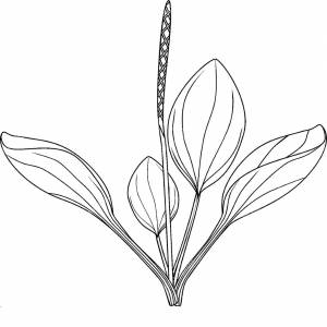 Раскраска лекарственные растения ,   рисовать онлайн