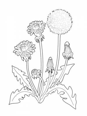 Картинка Лекарственные растения для мальчиков