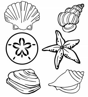 Ракушки