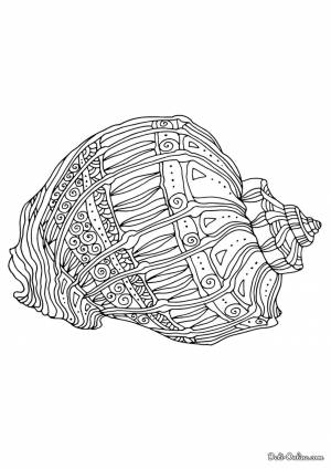 Раскраска Ракушка морская