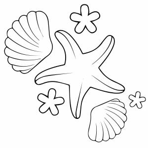 Морские ракушки