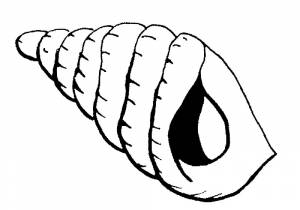 Раскраска Ракушка