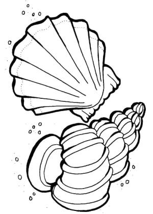 Раскраски Раскраска Ракушка и жемчужина ракушка