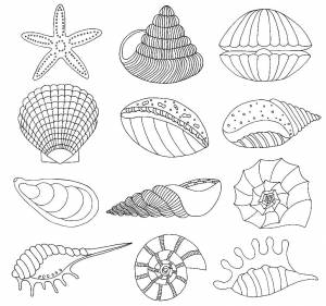 Раскраски Ракушка