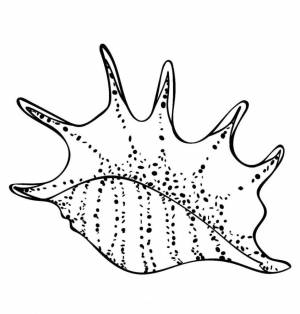 Раскраска Ракушка с шипами