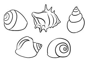 Ракушки рисунок карандашом