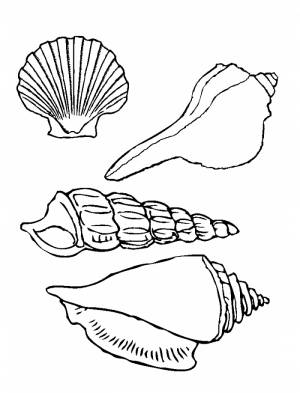 Раскраски Ракушка