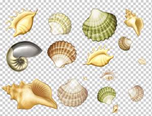 Ракушка моллюсков Морская ракушка Конхология Рисунок Морская улитка, морская ракушка, пляж, животные, цвет png