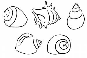 Раскраска Ракушка