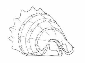 Раскраска Ракушка