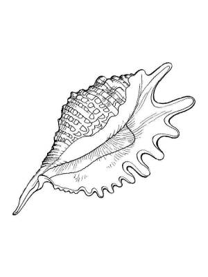 Раскраски Ракушки