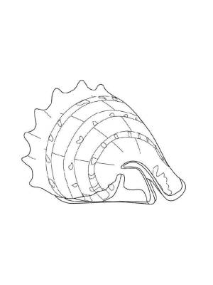 Раскраски Ракушки