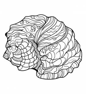 Большая морская ракушка