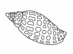 Раскраска Ракушка