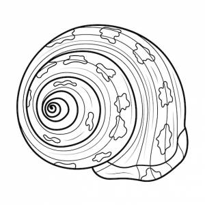 Морская ракушка