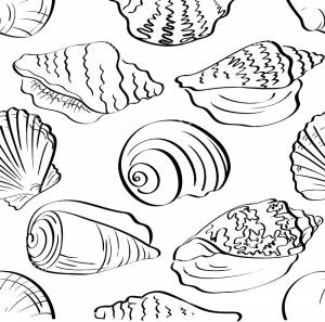 Раскраска Ракушка