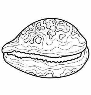 Раскраска Красивая ракушка